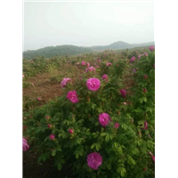 山东四季玫瑰苗(紫枝玫瑰苗-品种5 