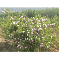 山东玫瑰育苗、玫瑰苗基地 