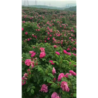 山东丰花一号玫瑰苗-品种1 