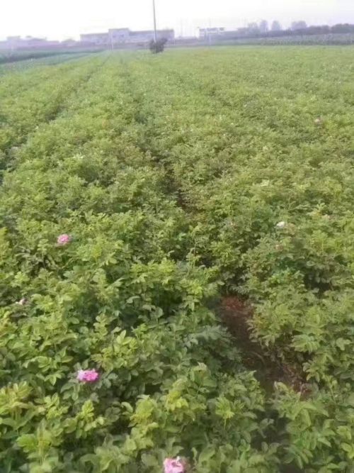 山东玫瑰苗、玫瑰苗批发 