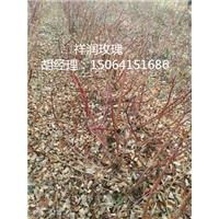 山东四季玫瑰苗