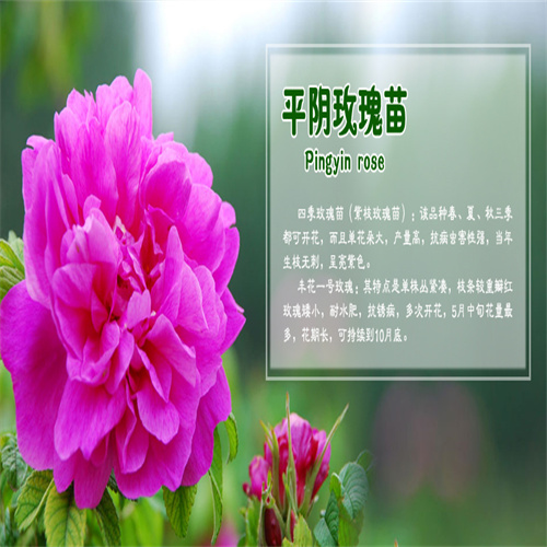 平阴玫瑰苗优质货源