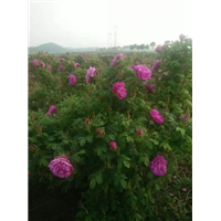 玫瑰花冠、玫瑰花冠批发 