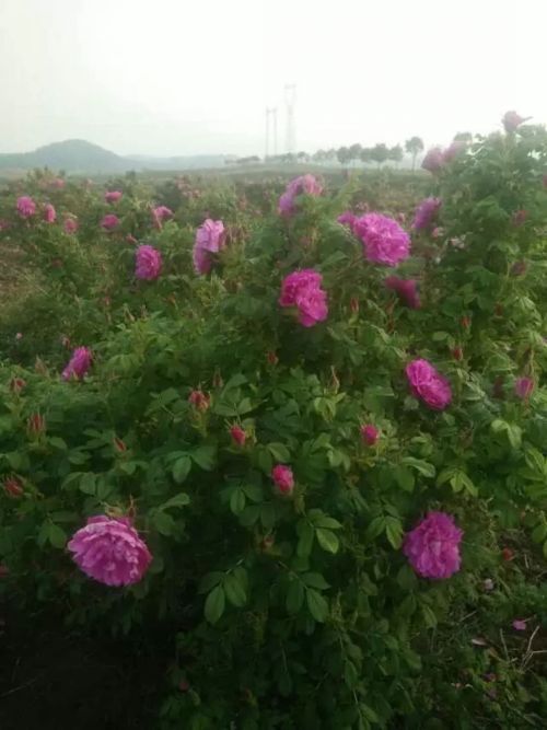 平阴玫瑰四季盆栽\祥润盆栽 