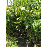 山东玫瑰花蕾\玫瑰花蕾批发价格 