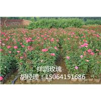 山东四季玫瑰苗/平阴四季玫瑰苗