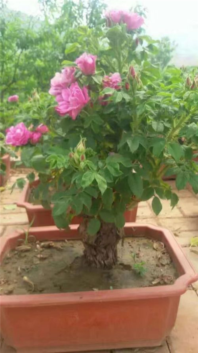 供应玫瑰小苗、玫瑰花苗出售 