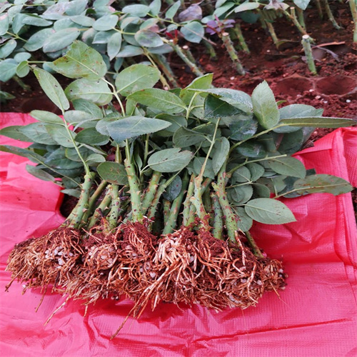 玫瑰花苗怎么种