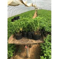 山东玫瑰花蕾\花蕾烘干 
