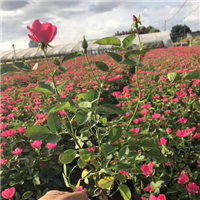 丰花玫瑰