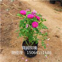 玫瑰营养杯苗|营养杯苗批发