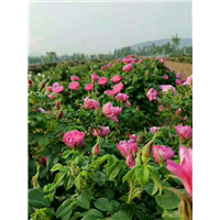 丰华一号玫瑰苗