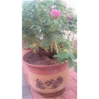 供应玫瑰小苗、玫瑰花苗出售 