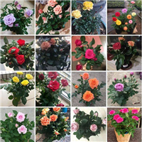 玫瑰花苗
