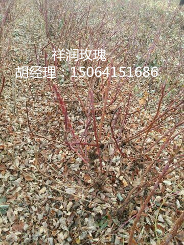山东四季玫瑰苗