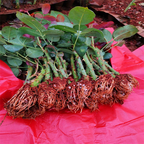 苦水和平阴玫瑰哪个好