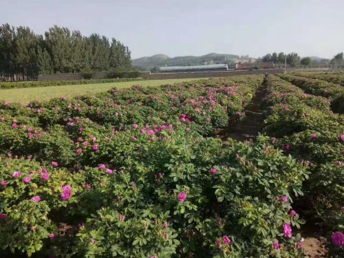 供应玫瑰花蕾\新鲜花蕾出售 