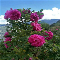 平阴玫瑰花苗