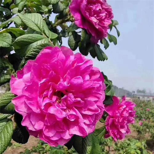丰花一号玫瑰苗