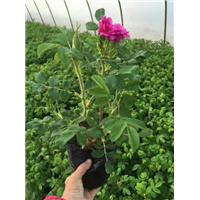 祥润盆栽、山东玫瑰盆栽 