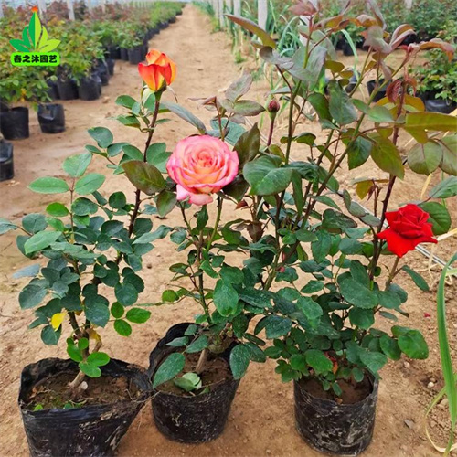 高性价比平阴玫瑰花在这里买更实惠