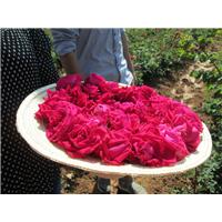 玫瑰花冠、玫瑰花冠批发 