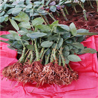 玫瑰花苗怎么种