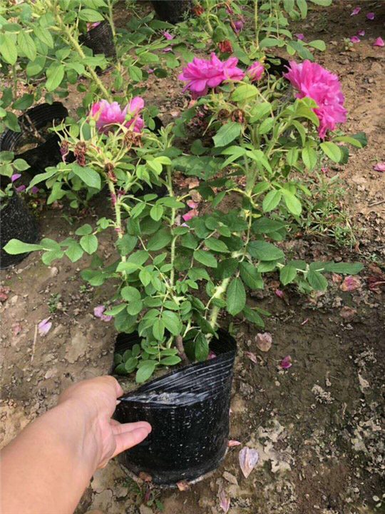 丰花一号玫瑰营养杯苗