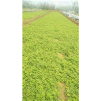 山东玫瑰花蕾\玫瑰花蕾批发价格 