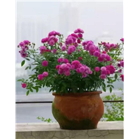 玫瑰花开放-产品7 