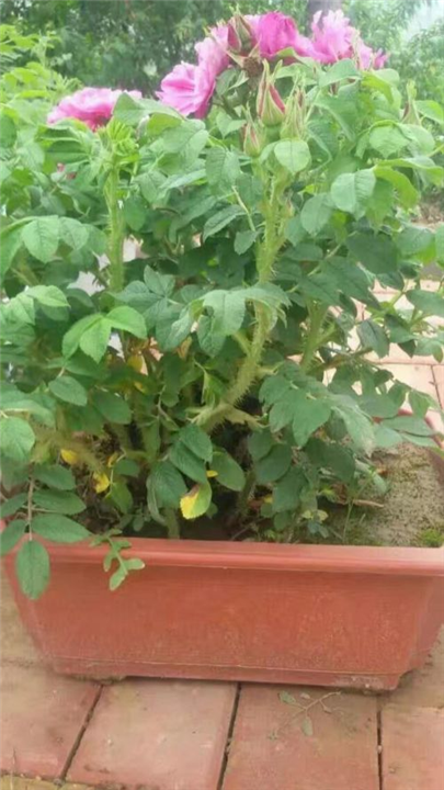 供应玫瑰小苗、玫瑰花苗出售 