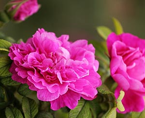 平阴玫瑰花冠、玫瑰花冠批发 