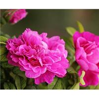平阴玫瑰花冠、玫瑰花冠批发 