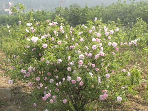 山东玫瑰育苗、玫瑰苗基地 