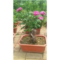 山东玫瑰花蕾\玫瑰花蕾批发价格 