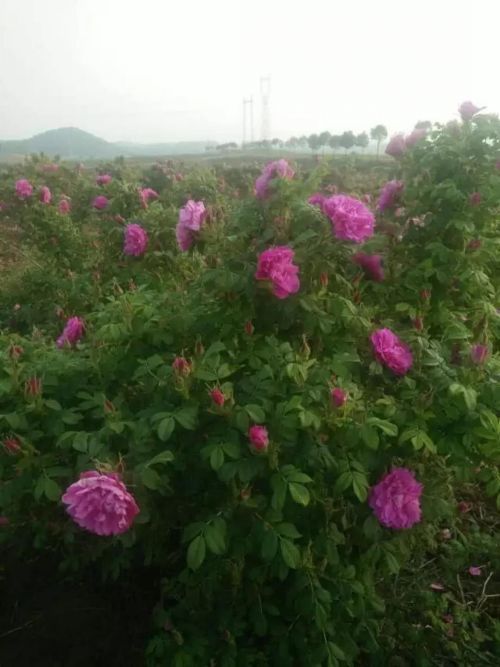 玫瑰花冠、玫瑰花冠批发 