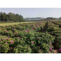供应玫瑰花蕾\新鲜花蕾出售 