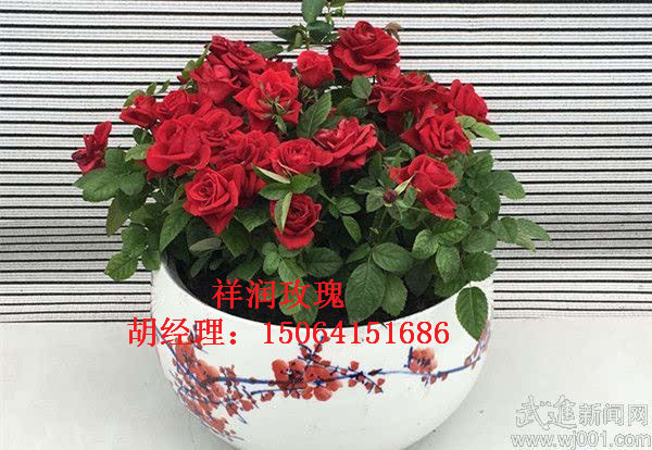 玫瑰四季盆栽、山东玫瑰四季盆栽
