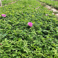 山东平阴玫瑰花基地