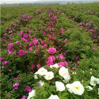 平阴丰花玫瑰