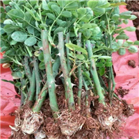 平阴玫瑰苗百度爱采购