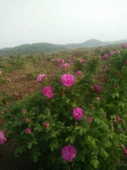 山东四季玫瑰苗(紫枝玫瑰苗-品种5 