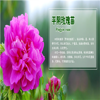 平阴玫瑰苗优质货源