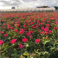 平阴玫瑰节是几月几号