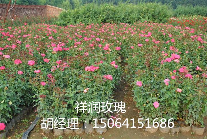 山东四季玫瑰苗/平阴四季玫瑰苗