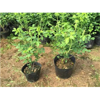 祥润玫瑰-品种1  丰花一号玫瑰苗 
