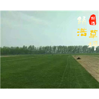 山东果岭草-海滨雀稗（山东夏威夷草） 