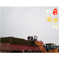 山东果岭草-果岭草基地 