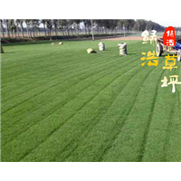 山东果岭草基地,山东果岭草直销价格 
