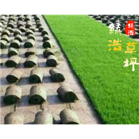 山东足球场草坪基地 